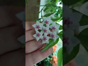 Цветочное ассорти - Невероянто красивое цветение, комнатных растений. Обзор.