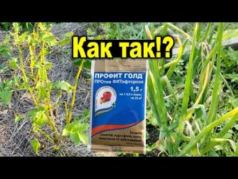Практичный огород - Почему Профит Голд НЕ СПАС мою картошку и лук? Главная ошибка июля!