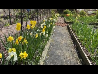 Урожайный огород Татьяна Щедрина - 19 Мая! Обзор моего участка  Первый урожай,  Огород, Теплицы, Цве