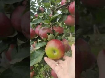 Хатунский питомник - 