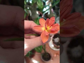 FloraMan - 30 июля 2026 г.