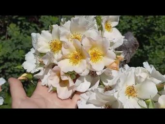 Питомник Розовая клумба - Салли Холмс https://rozklumba.ru/