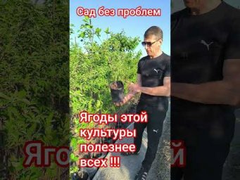 Сад без проблем - Самая полезная ягода!