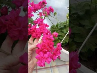Мой цветочный бизнес - Ирида За Роскошь #Ирида_За_Роскошь #пеларгония #цветы