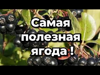 Сад без проблем - Самая полезная ягода, о которой вы не знали!