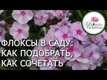 Вероника Поливкина - ФЛОКСЫ ДЛЯ САДА