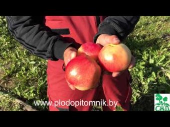 Питомник растений КФХ Сад - Яблони стелющиеся сорта Соколовское и Ковровое