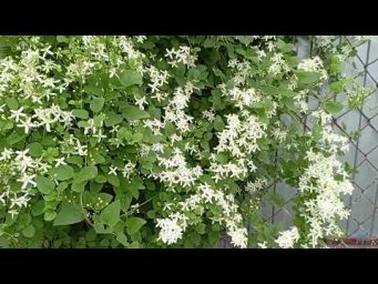 Питомник Розовая клумба - Клематис Жгучий Белое Облако https://rozklumba.ru