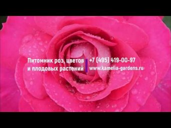Сад Вашей мечты - Обработка роз от вредителей. Полезные советы.