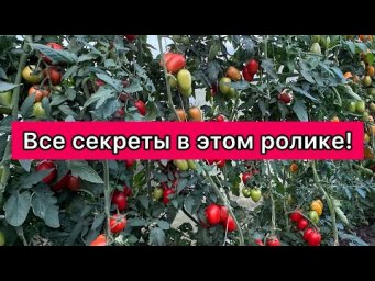 Борис Борисов - Обработка теплицы осенью! 