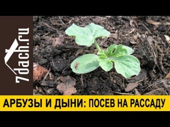 Семь дач Елена Конева - 