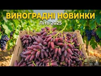 Виноград на грядке - Виноград 2025 р.