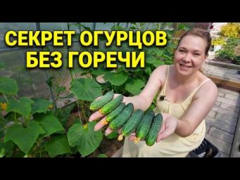 Садовый Мир - Как вырастить сладкие огурцы без горечи - чем подкормить и какой сорт выбрать