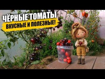 Садовый клуб Наталии Петренко - Чёрные томаты   вкусные и полезные