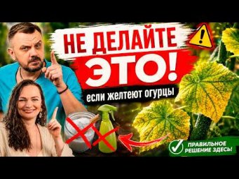 Дачный агроном - Почему ЖЕЛТЕЮТ ЛИСТЬЯ ОГУРЦОВ? Ошибка почти всех дачников