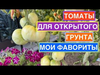 Садовый гид Лариса Зарубина - Присмотритесь к этим томатам для открытого грунта!