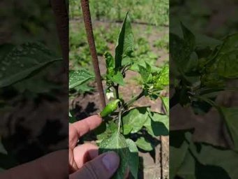 Садоводство с Александром - Болгарского перца будет много#сад #огород #дача