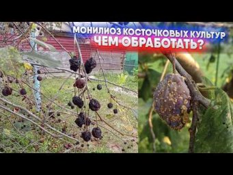 Садовый клуб Наталии Петренко - Монилиоз косточковых культур   чем обработать