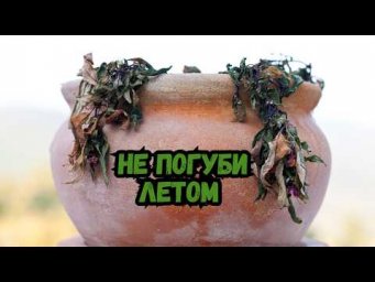Цветы в доме - Летний уход за комнатными растениями: ошибки, которые губят цветы в жару