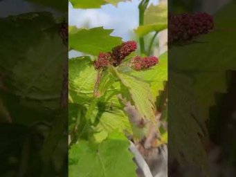 Виноград Одесса - УГАДАЕТЕ СОРТ ПО ОДНОМУ СОЦВЕТИЮ #short #tiktok #farming #дача #сорт #сад #виногра