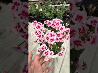 Огород как доход - Подскажите название сорта!
