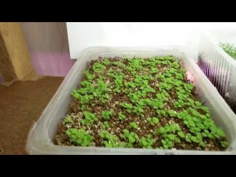 Мой цветочный бизнес - Обзор стеллажей с рассадой на 3.02.2018г.