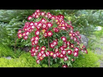 Питомник Розовая клумба - Литл Артист https://rozklumba.ru