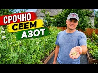 Сад, огород своими руками (Валерий Кузюбердин) - Посейте горох на пустые грядки прямо сейчас- почва 
