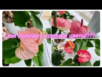 Настя Вольф - Как заставить цвести АНТУРИУМ красивыми КРУПНЫМИ ЦВЕТАМИ 