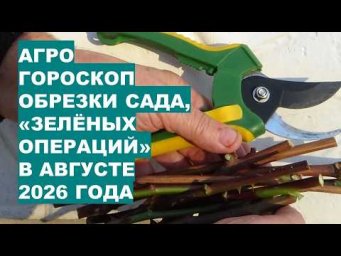 Дача, сад, огород, цветы - Агрогороскоп август 2026: когда обрезать деревья и когда ждать?