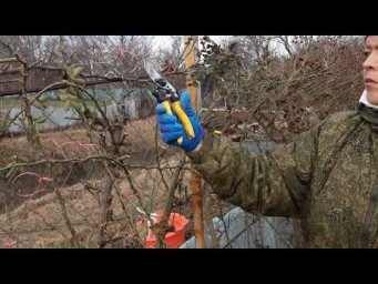 Питомник роз Полины Козловой - Весенняя обрезка плетистых роз часть 3, Питомник Роз Полины Козловой 