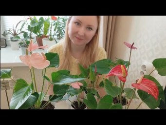 Настя Вольф - Почему не цветёт Антуриум / Когда зацветёт Антуриум