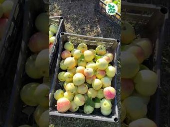 Питомник растений КФХ Сад - Собираем яблоки сортов Антоновка Золотая и Мечта. 