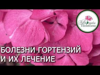 Вероника Поливкина - БОЛЕЗНИ ГОРТЕНЗИИ И ИХ ЛЕЧЕНИЕ