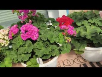Мой цветочный бизнес - Пеларгония после черенкования зацветает!
