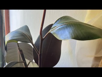 Комнатные цветы - Фикус, прости!