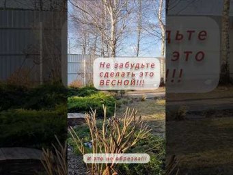 Садовые фантазии - Самое важное дело весной!НЕ ЗАБУДЬТЕ СДЕЛАТЬ ЭТО! #садоводничество #garden #дом #