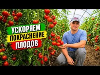 Сад, огород своими руками (Валерий Кузюбердин) - Помидоры на кусту начинают очень быстро краснеть- Ч
