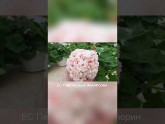 Мой цветочный бизнес - ЕС Персиковый Авантюрин #пеларгония #ЕС_Персиковый_Авантюрин #цветы