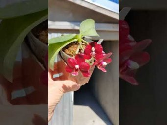 Орхидс Phalaenopsis Natsume Berry  #orchids