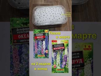 Садовый клуб Наталии Петренко - Садовая азбука - Дельфиниум