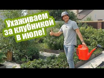 Антонов сад - Клубника после плодоношения: подкормки и обработки в июле