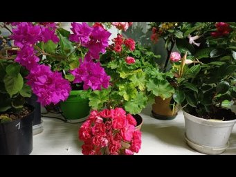 Цветочное ассорти -  Осень отменяется! Тропический рай на обычной кухне: обзор цветущих растений