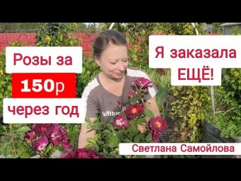 Сад для души - ПОКУПАЛА РОЗЫ ЗА 150Р, КАКИЕ ОНИ ЧЕРЕЗ ГОД