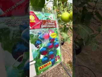 Агрофирма Аэлита - Томаты сезона 2026 в нашей теплице! 