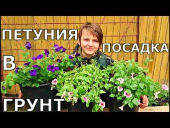 Vogorode - КАК правильно ВЫСАДИТЬ ПЕТУНИЮ на ПОСТОЯННОЕ место