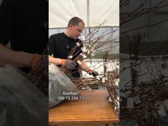 Виноград на грядке - 27 квітня 2026 р.