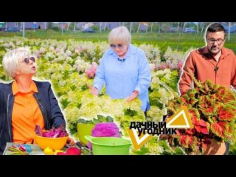 Дача с Виталием Декабрёвым - Много сортов овощных и декоративных культур / Дачный угодник