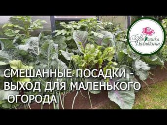 Вероника Поливкина - Мой секрет  огородного успеха:   смешанные посадки