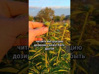Садоводство с Александром - Пионы зацветут пышно #сад #дача #цветы #пион
